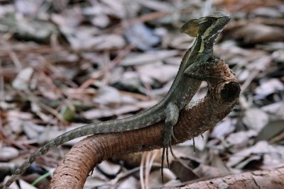 Basilisk lizard 'riding' a branch