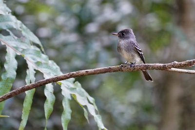 Eastern wood pewee