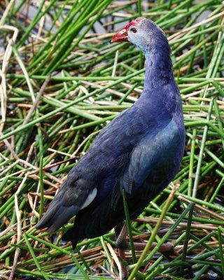 Purple swamphen