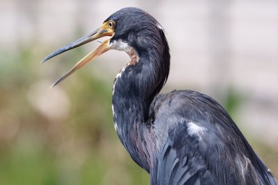 Tricolor heron closeup