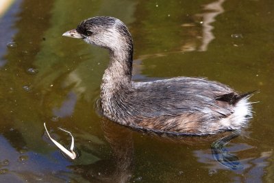 Pied-billed grebe