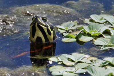 Turtle peeking out of the water