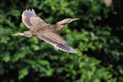 American bittern in flight