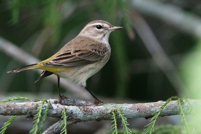 Palm warbler