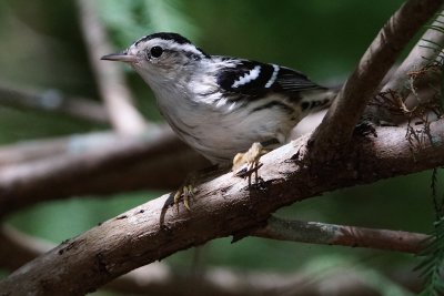 Black and white warbler