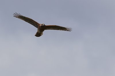 Red-shouldered hawk cruising