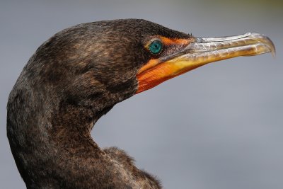 Cormorant closeup profile