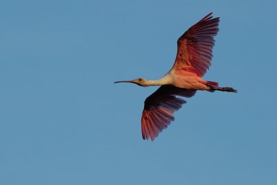 Roseate spoonbill flying by near sunset