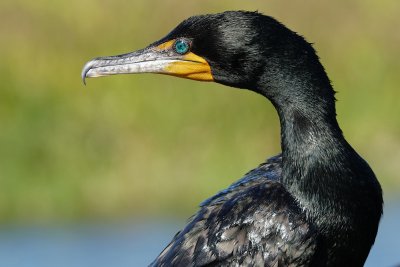 Cormorant up close
