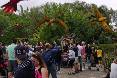 Macaws flying over the crowd