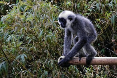 Baby gibbon heading out to the end