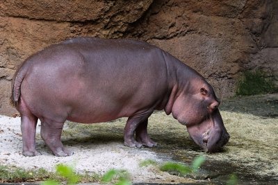 Hippopotamus out of the water