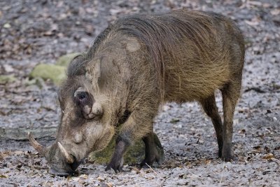 Warthog, eating