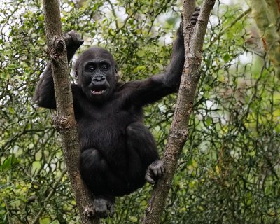 Baby gorilla, shaking the tree