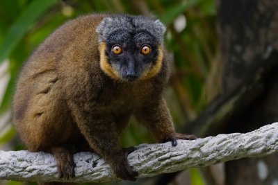 Brown lemur, having an intense look