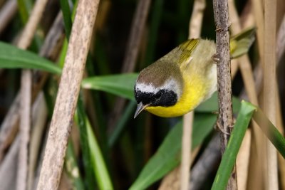 Common yellowthroat