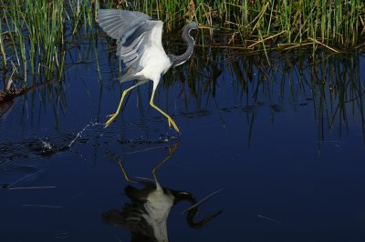 Tricolor heron dancing on the water