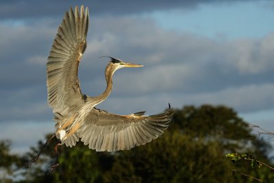 Great blue heron spread out to slow for landing
