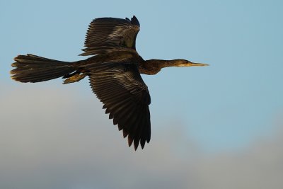 Anhinga flying all spread out