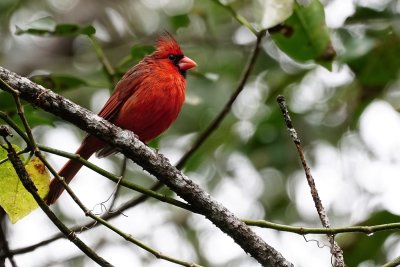 Northern cardinal in the rainy forest