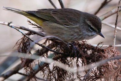 Yellow-rumped warbler