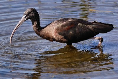 Glossy ibis in the water