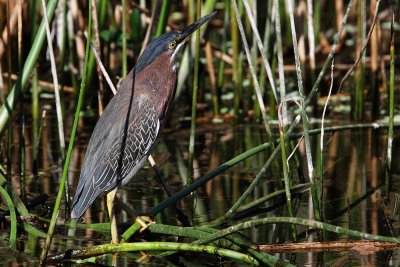 Green heron looking up