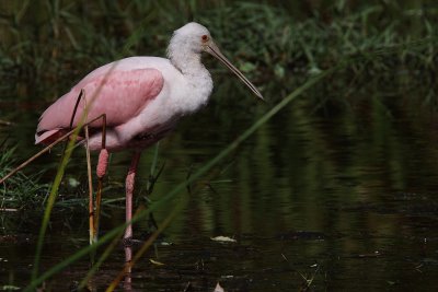 Roseate spoonbill