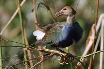 Young purple gallinule up on a reed