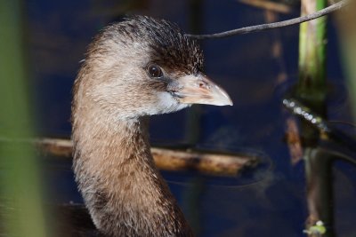 Closeup with a pied-billed grebe