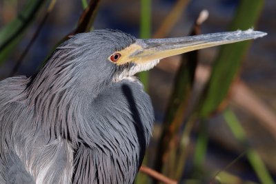 Closeup with a tricolor heron
