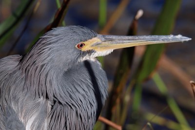 Tricolor heron closeup