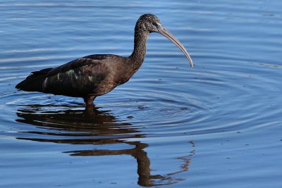 Glossy ibis reflecting in the water