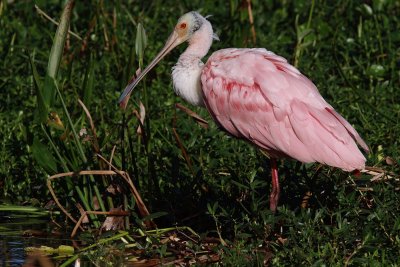 Roseate spoonbill in the grasses