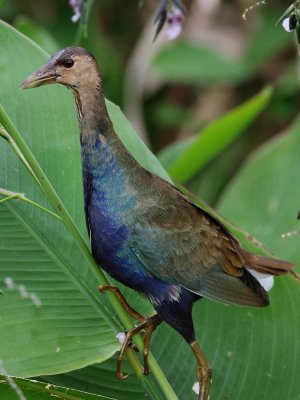 Young purple gallinule climbing a reed
