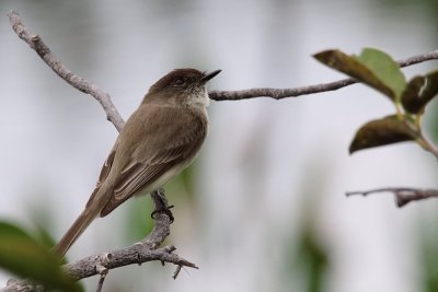 Eastern phoebe on a branch