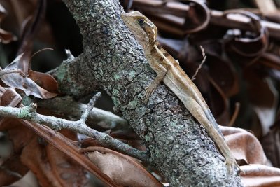 Young basilisk lizard resting on a stick