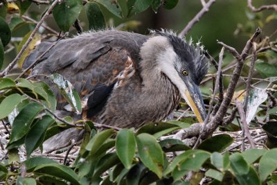 Baby great blue heron in its nest