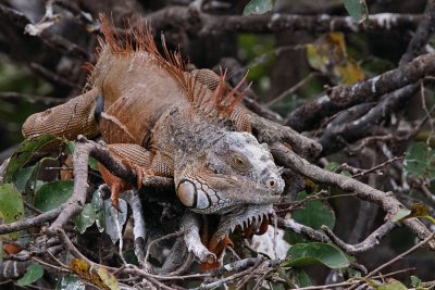 Old grizzled iguana hanging out