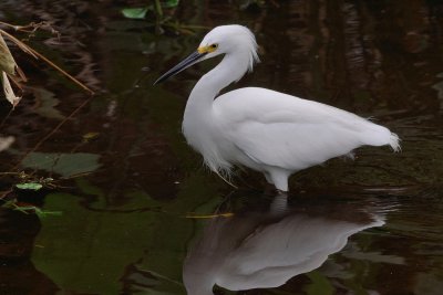 Snowy egret in the shade