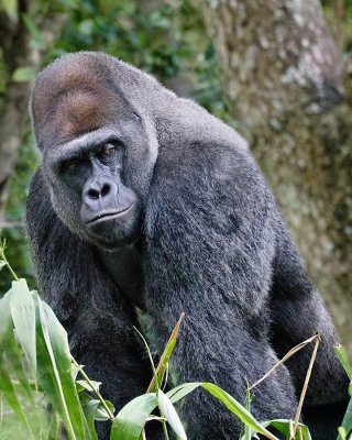 Gorilla looking over his shoulder