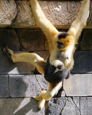 Gibbon mom with baby hanging on