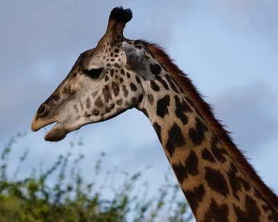 Giraffe closeup