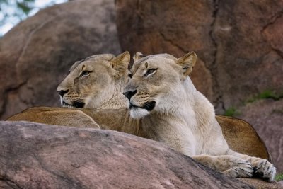 Lions