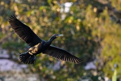 Cormorant flying against colored leaf backdrop