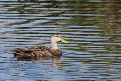 Mallard duck - female