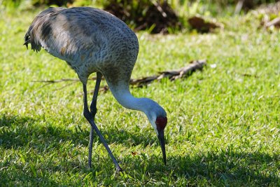 Sandhill crane