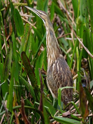 American bittern looking over the reeds
