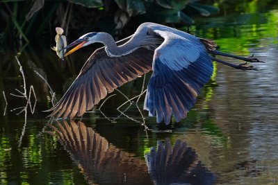 Great blue heron returning to shore with his catch