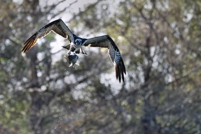 Osprey with a nice fish